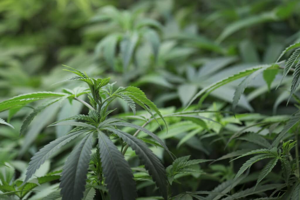 Closeup of cannabis plants