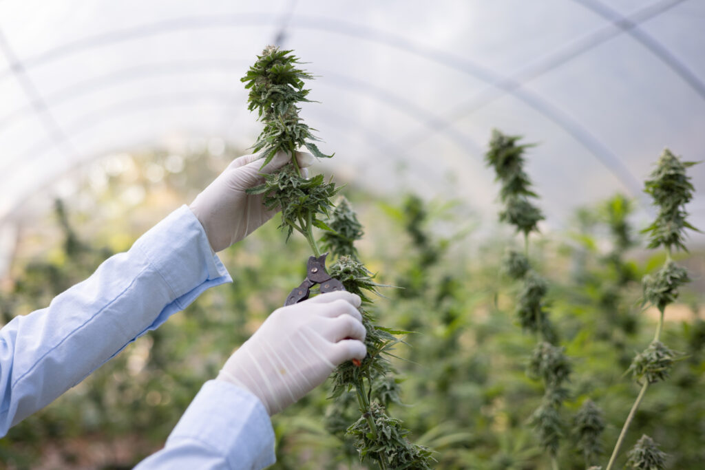 Scientist with mask and glasses checking and analizing hemp plants in a greenhouse.Concept of herbal alternative medicine, cbd oil, pharmaceutical industry.