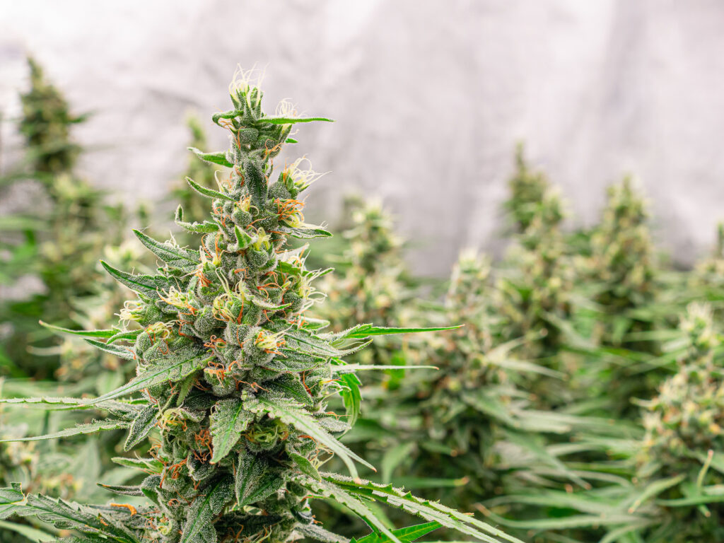 Premium cannabis plants for harvest in a greenhouse. Commercial cannabis cultivation. Cannabis cultivation for medical and commercial purposes