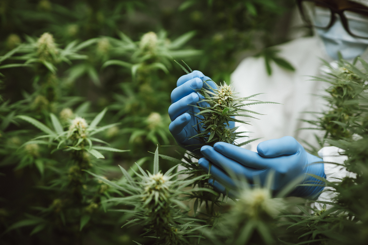 Scientist collecting cannabis